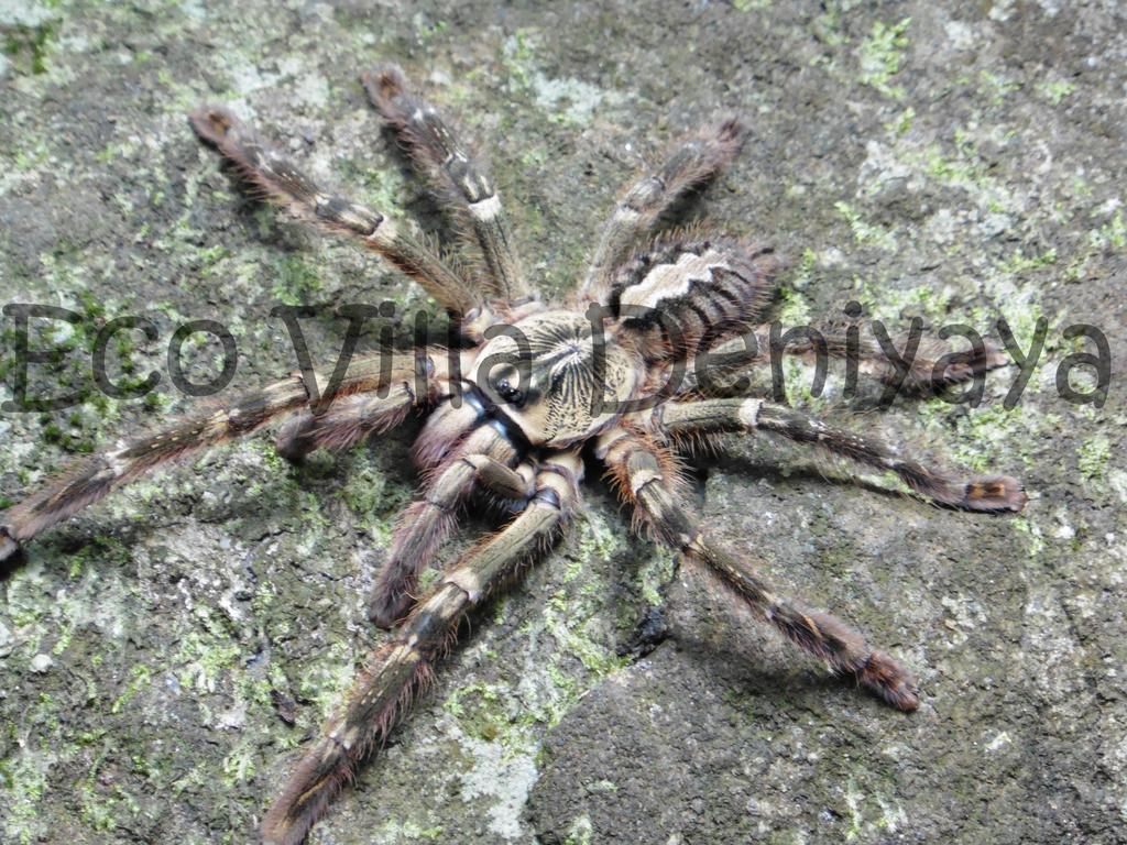 Eco Villa - Sinharaja Deniyaya Bagian luar foto