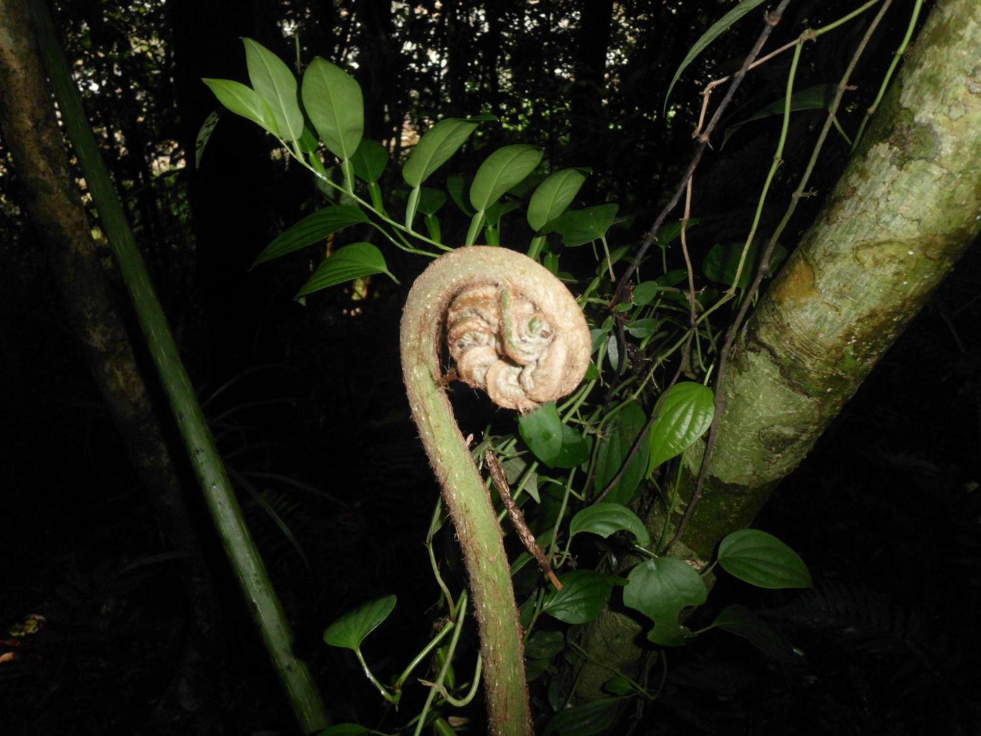 Eco Villa - Sinharaja Deniyaya Bagian luar foto