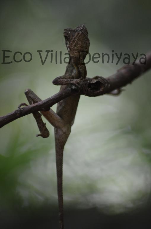 Eco Villa - Sinharaja Deniyaya Bagian luar foto